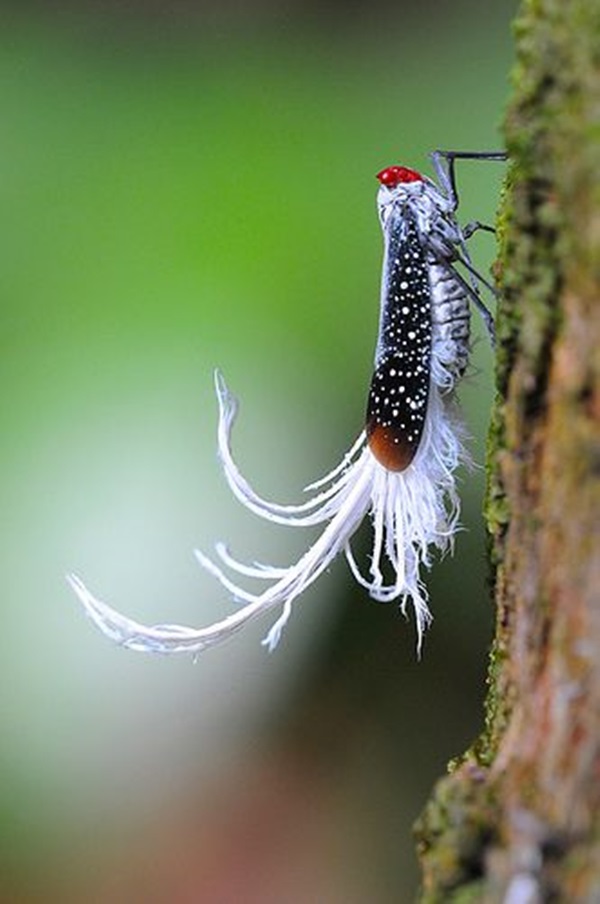 Beautiful-insects-Pictures-30.jpg