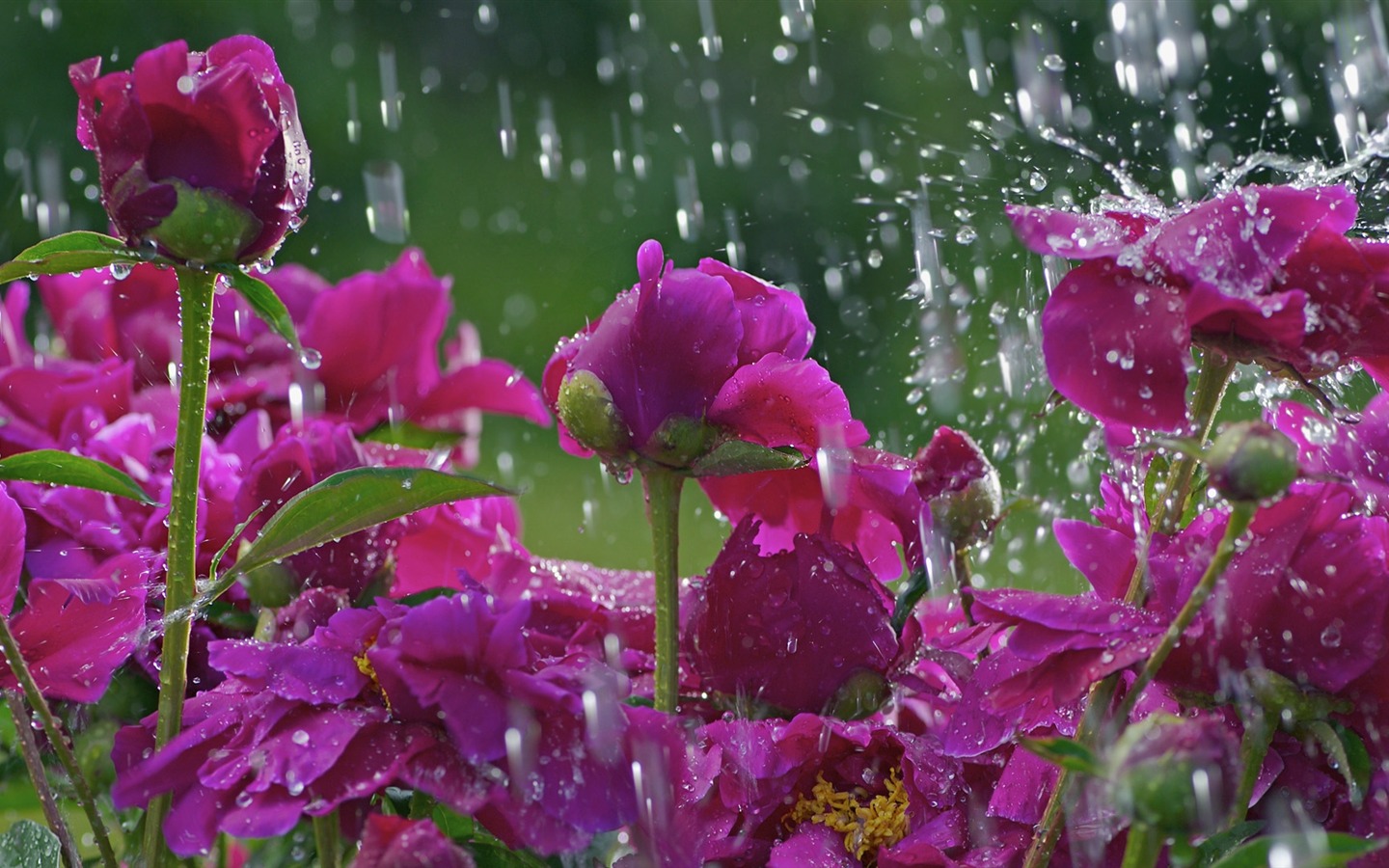 Beautiful_Blossoms_in_Rain-Flowers_Photography_Desktop_Wallpaper_1440x900.jpg