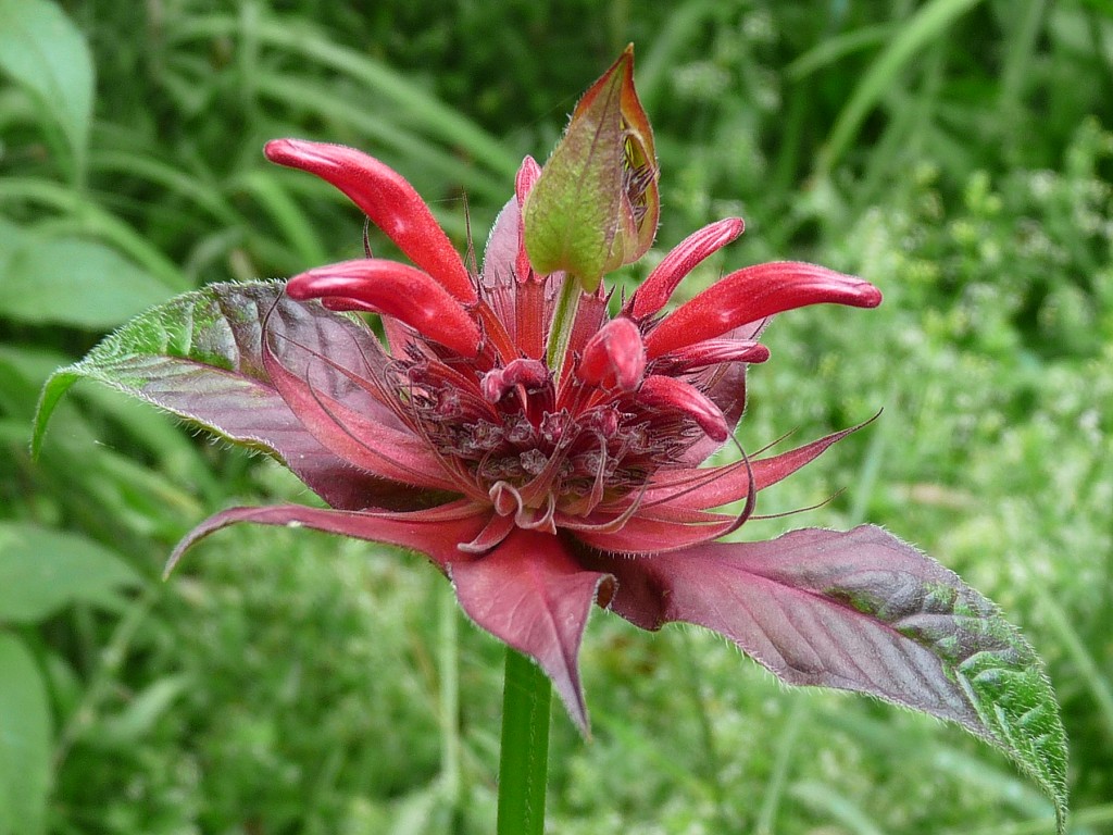 bee-balm-dd-bud_1024.jpg