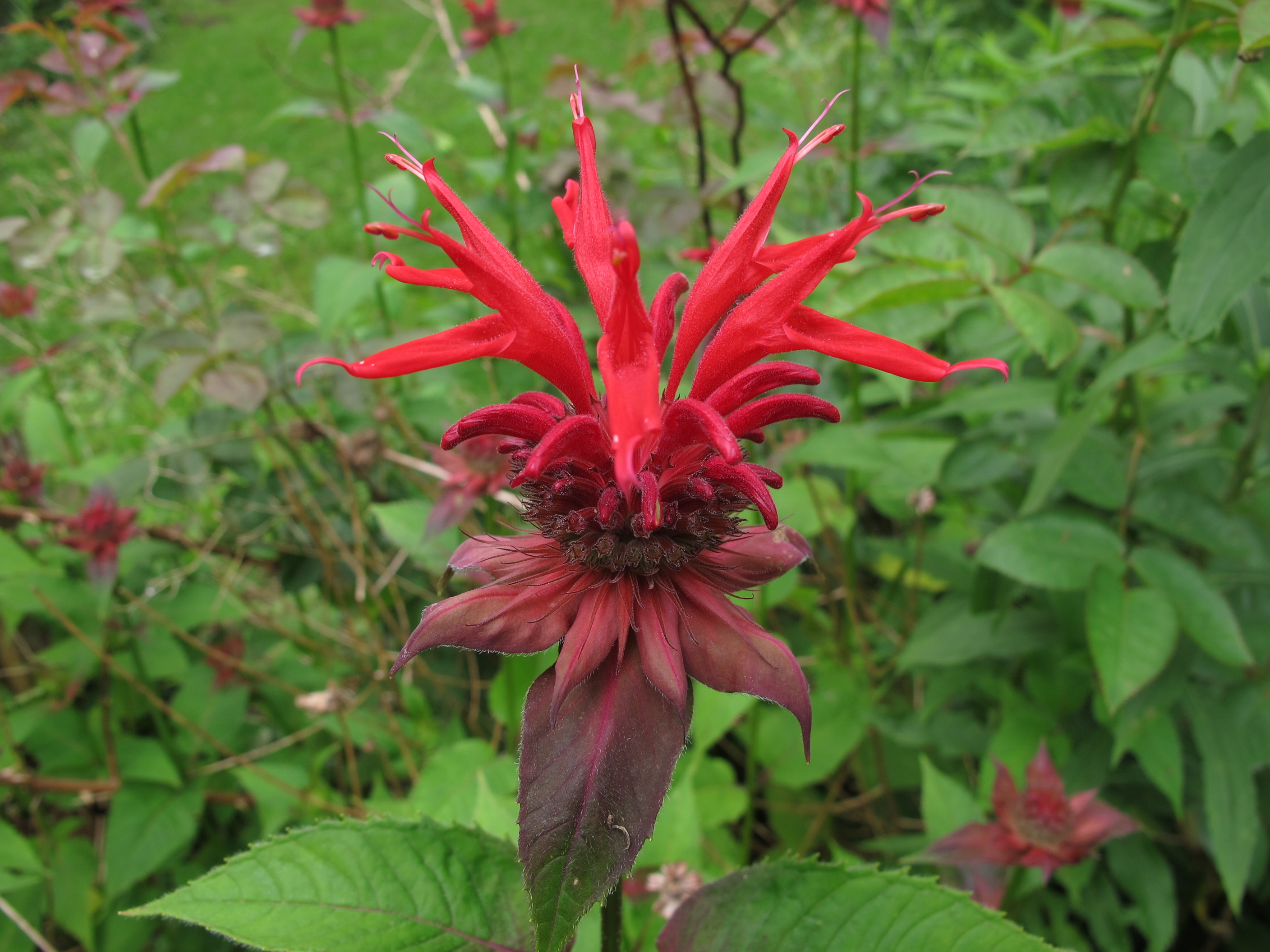 Bee-Balm.jpg