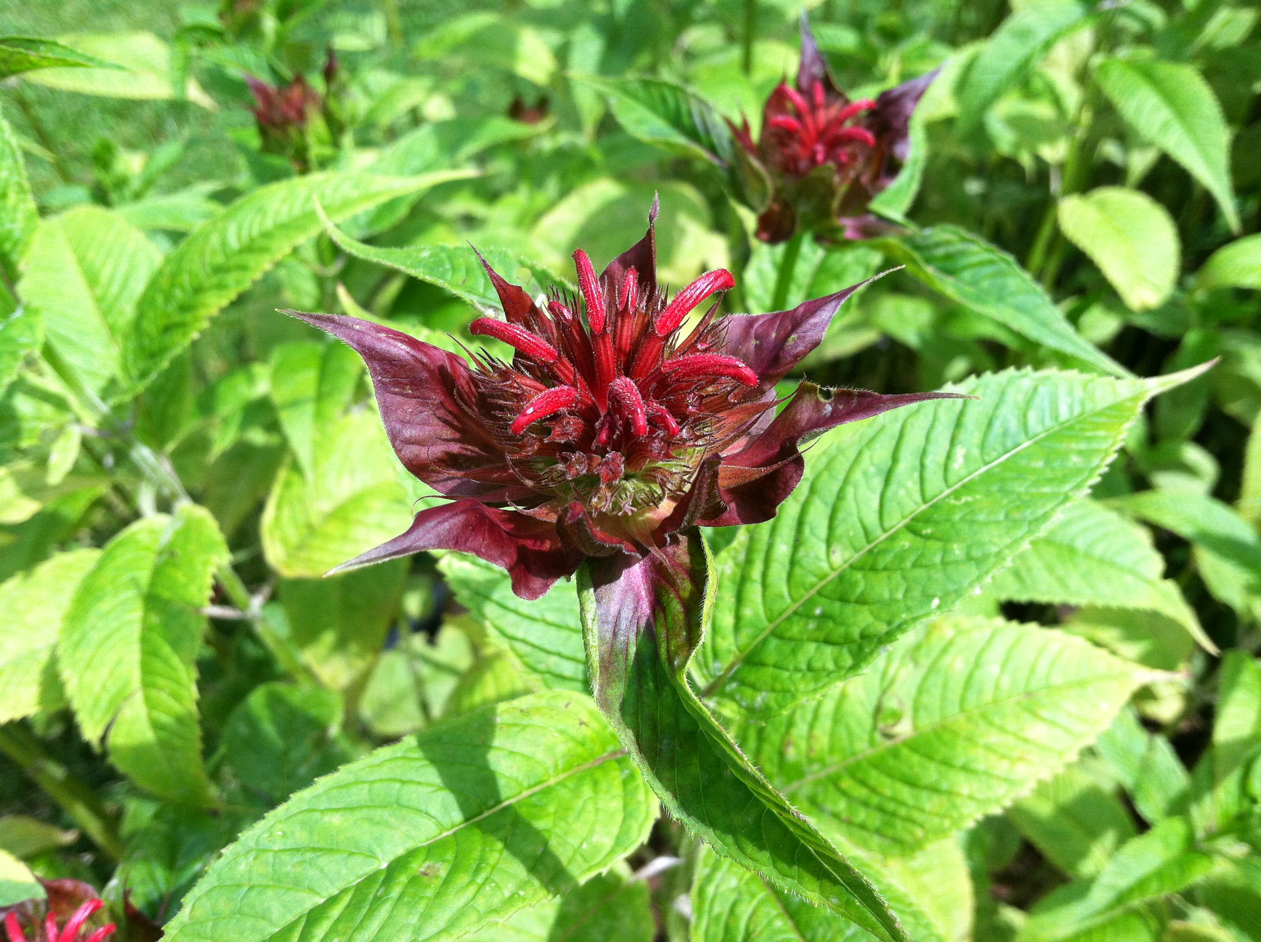 bee-balm2.jpg