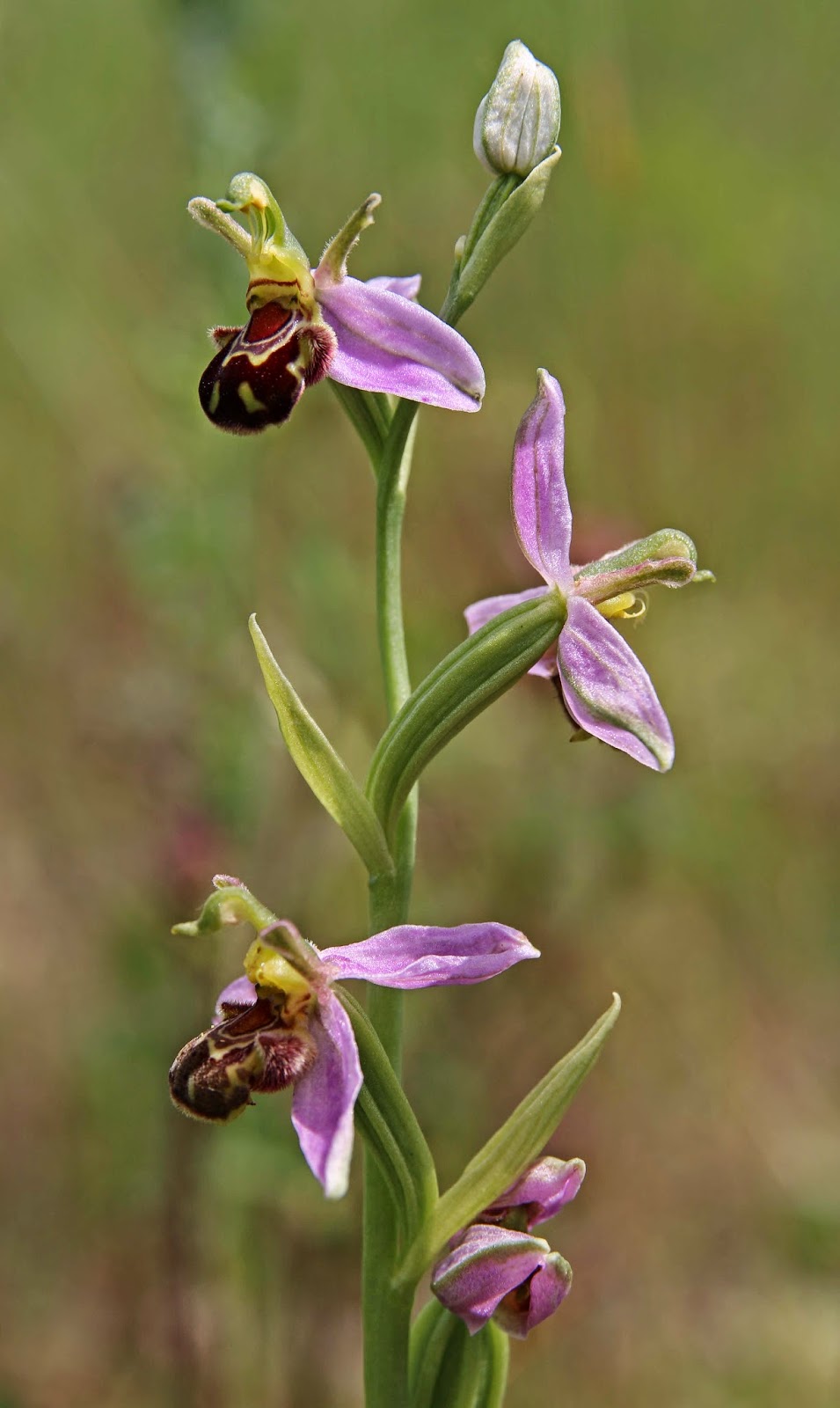 bee orchid 2-2.jpg