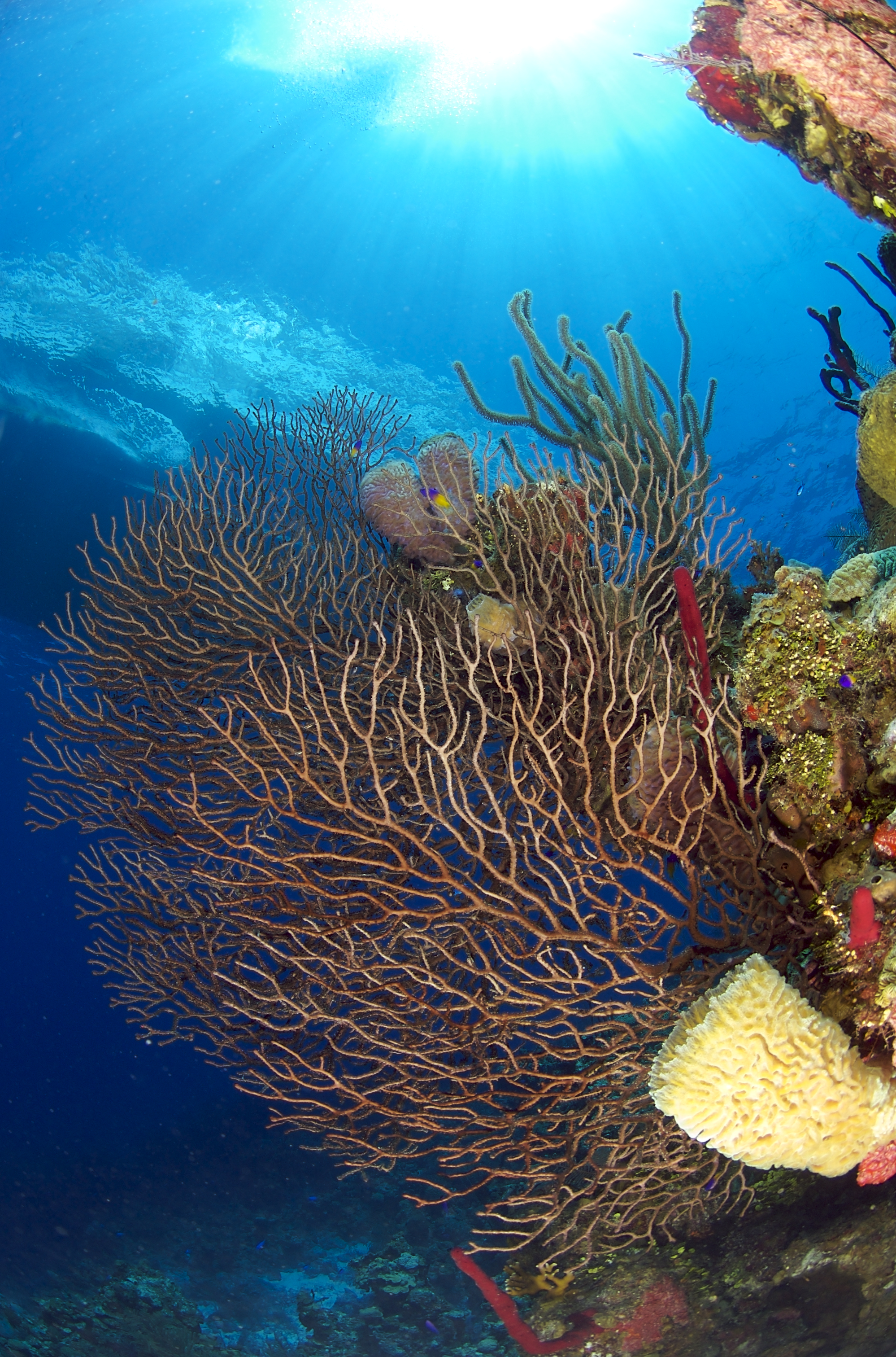 Belize Coral.jpg