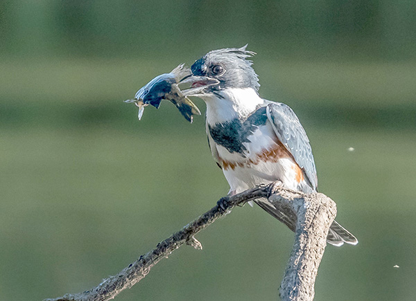 Belted-Kingfisher-by-Craig-Chaddock.jpg