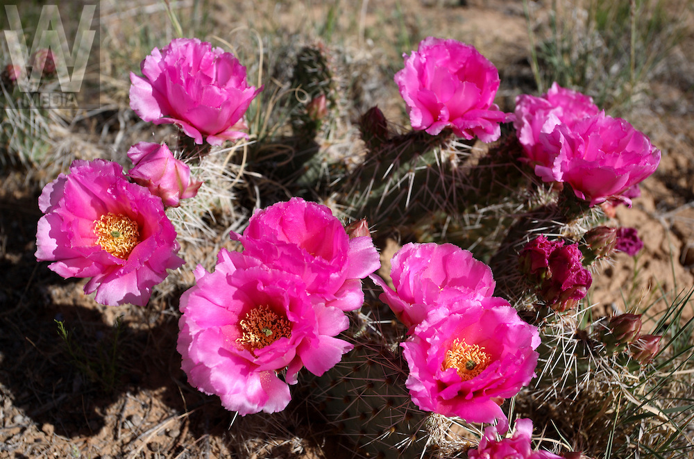 Best-Cactus-Flower-Echinocereus-berlandieri-Photos-007.jpg