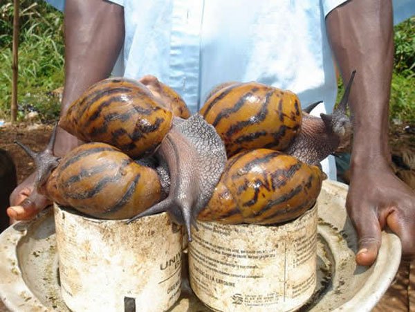 big-african-giant-snail.jpg