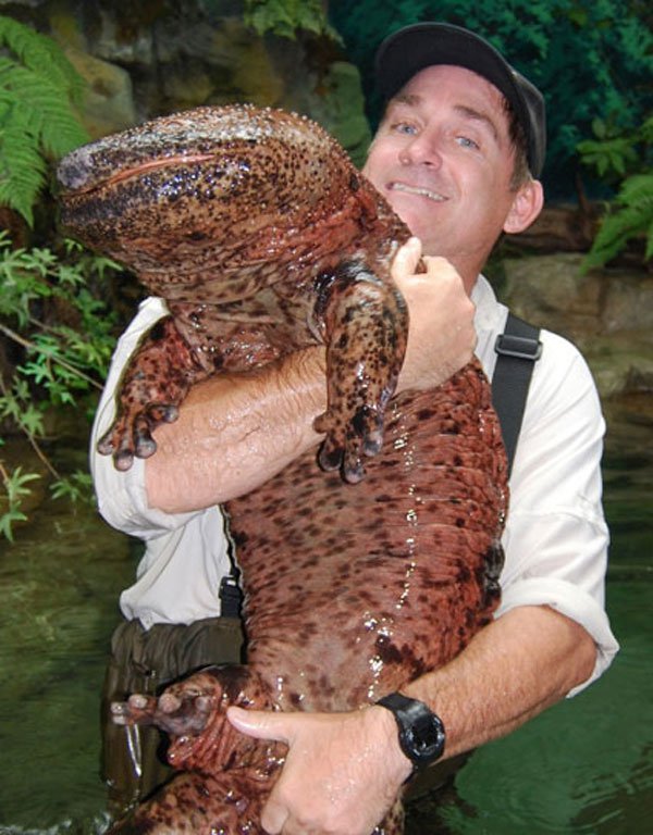 big-chinese-giant-salamander.jpg