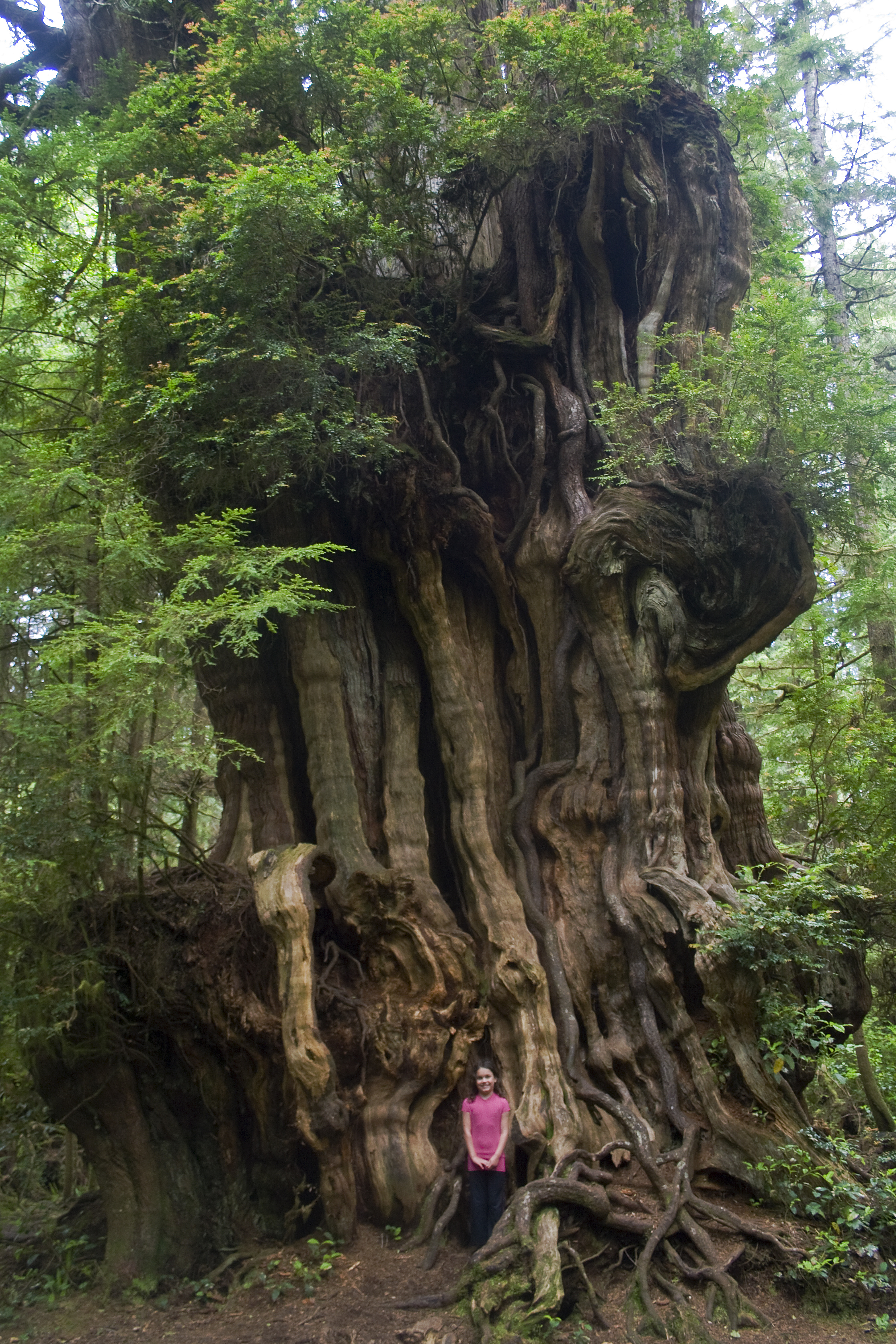 Big_Cedar_Tree_-_Olympic_National_Park.jpg