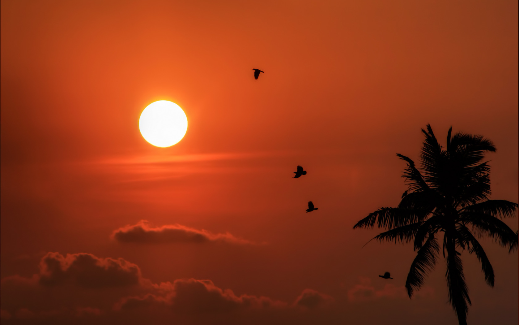 birds-flying-at-sunset-a-palm-tree-1680x1050-wide-wallpapers.net.jpg