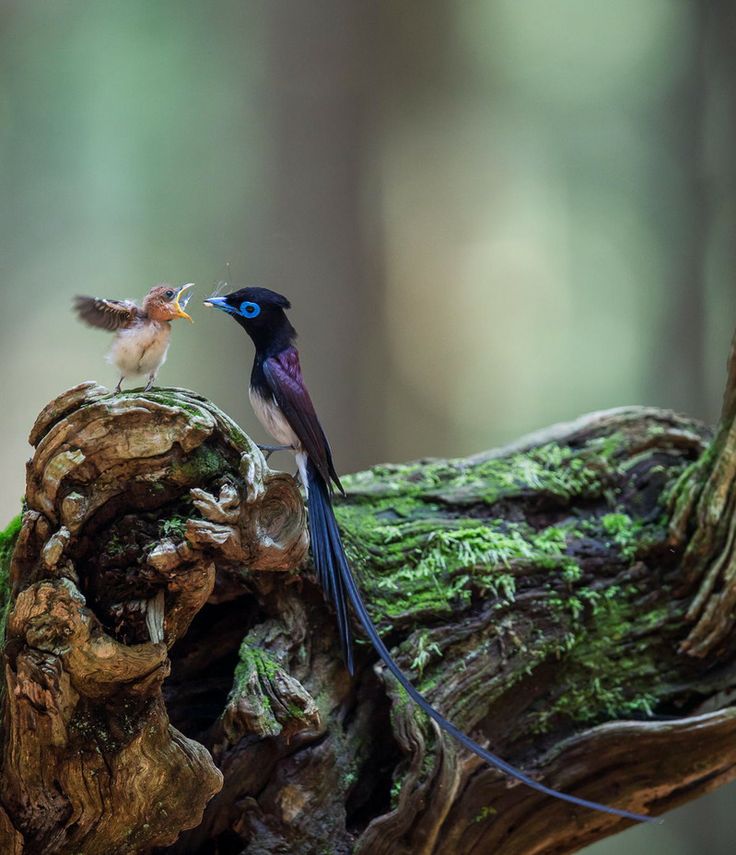 birds-Japanese-Paradise-Flycatcher-father-and-baby.jpg