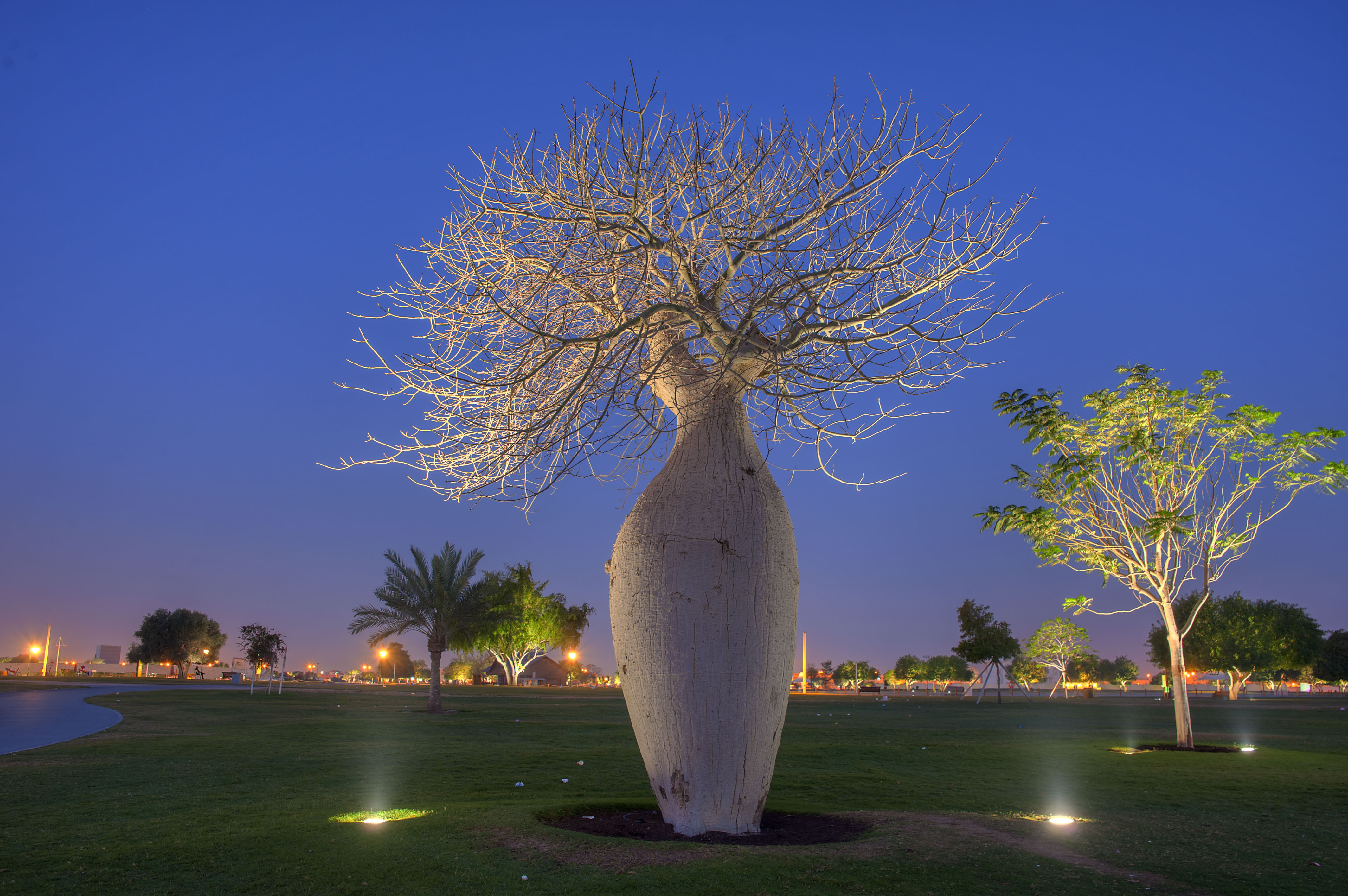 birdwatching_qatar_march-illuminated_silk_floss_tree_chorisia.jpg