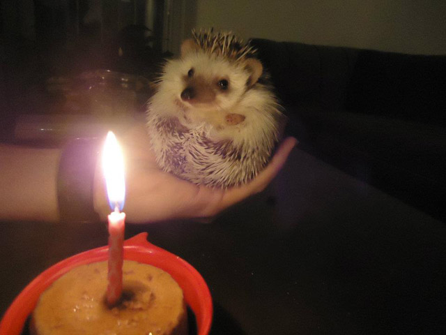 birthday_animals_1.jpg