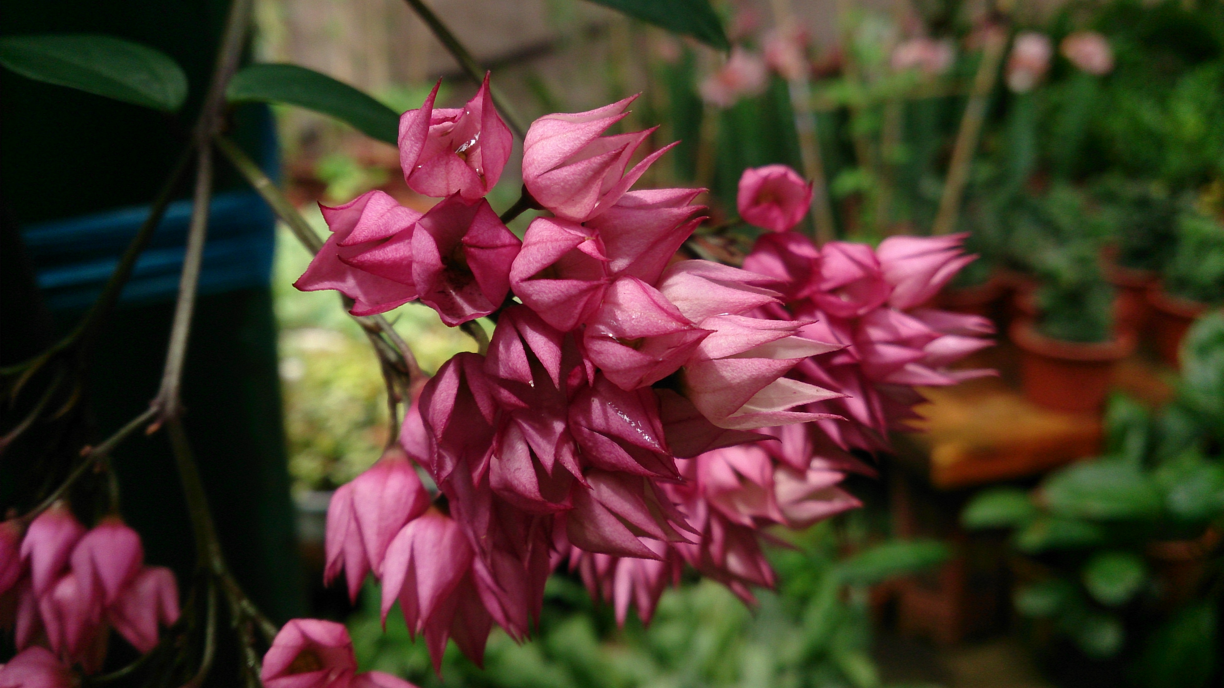 Bleeding_Heart_Vine_(Clerodendrum_thomsoniae)_4.jpg