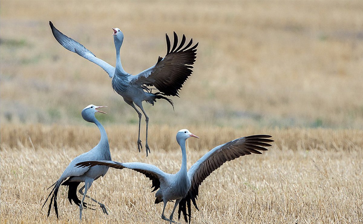 Blue-Crane-2-Stephen-Hammer1200x800_001200742.jpg