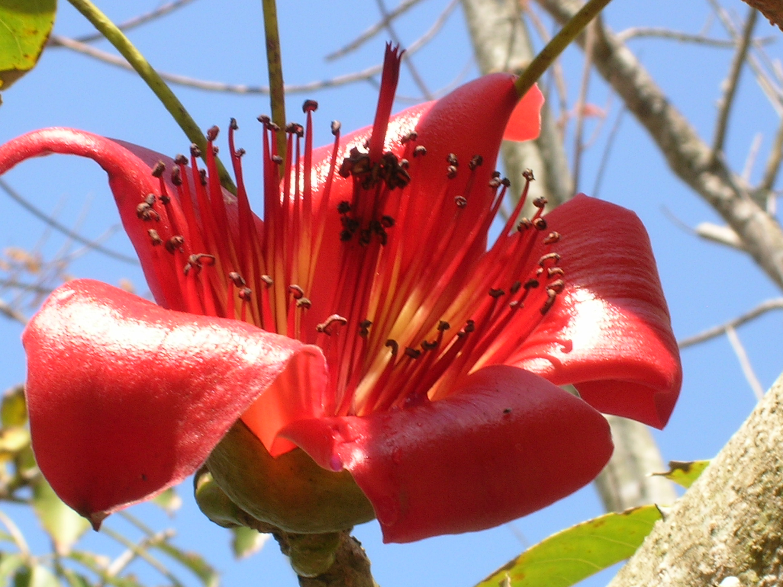 Bombax-ceiba-Red-Silk-Cotton-Tree2.jpg