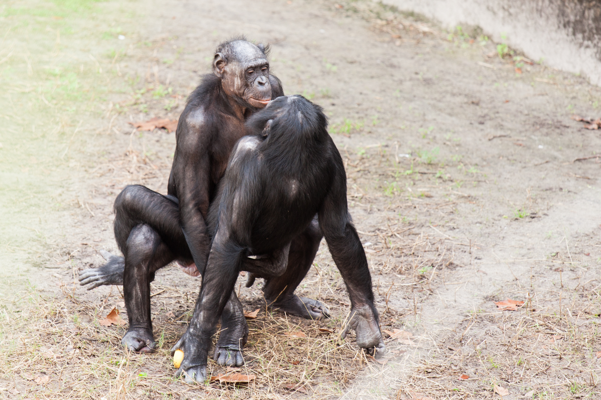 Bonobo_sexual_behavior_1.jpg