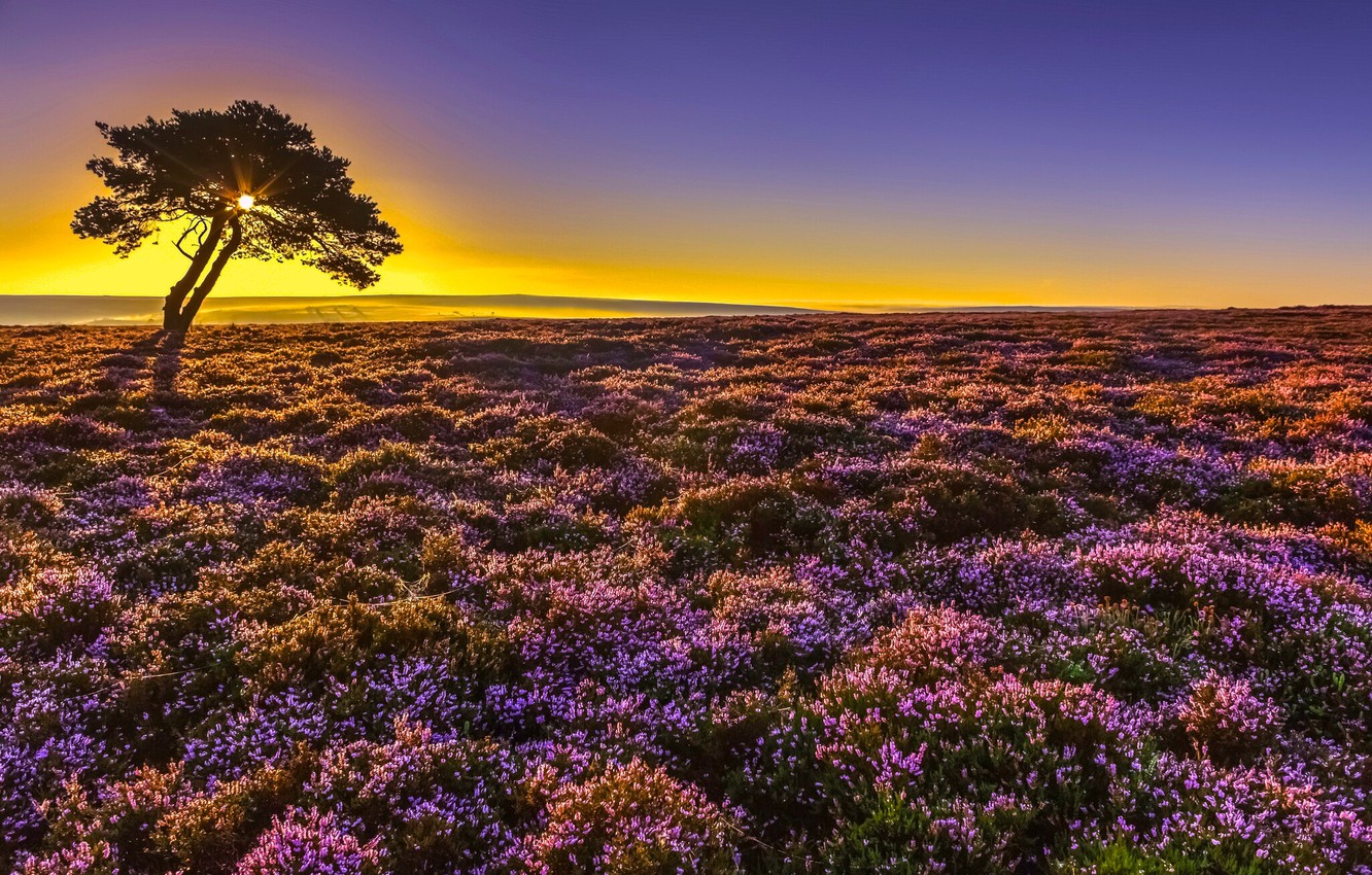 borough-of-scarborough-north-yorkshire-england-north-york-mo.jpg