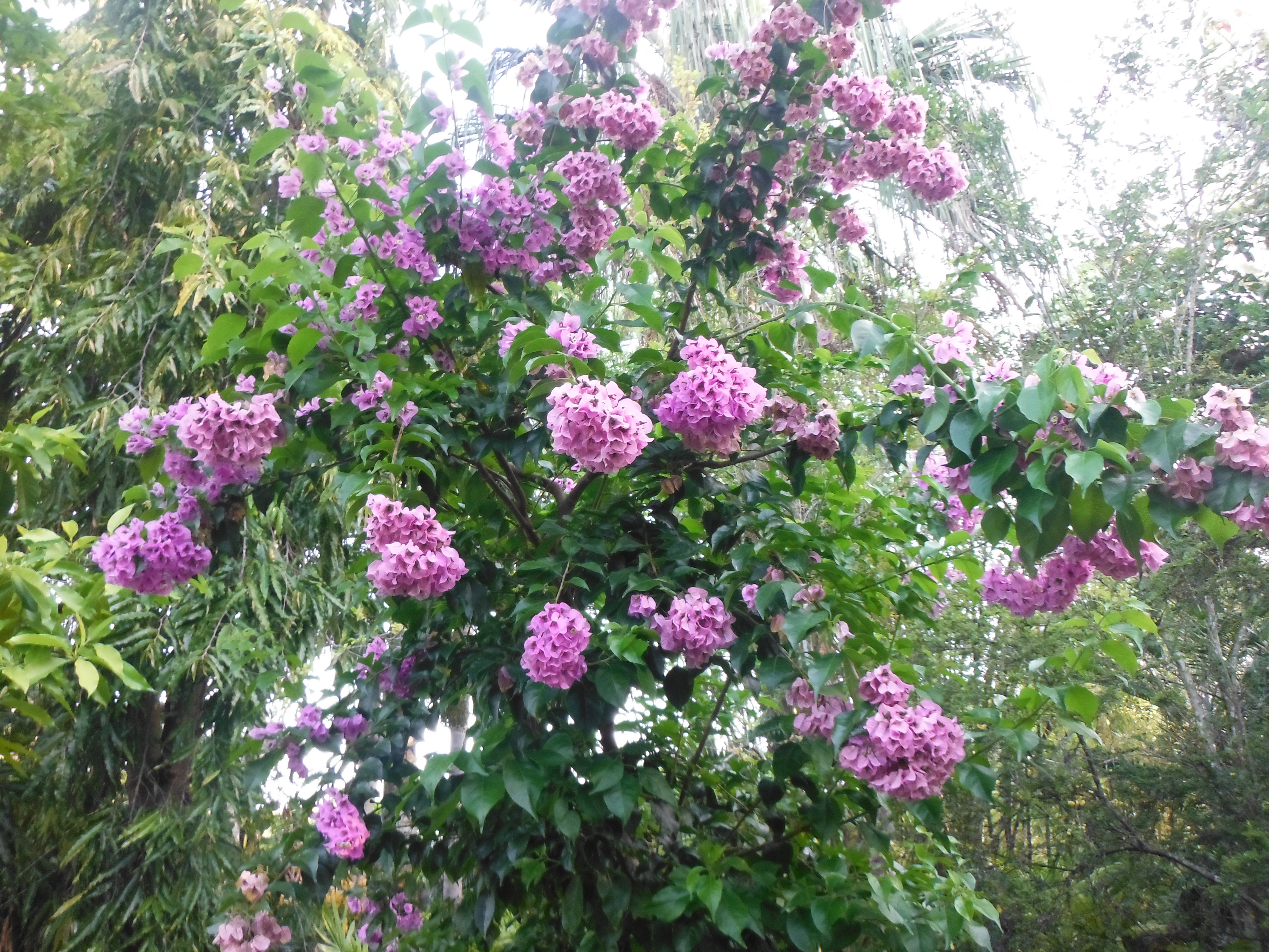 Bougainvillea-arboreaTree-Bougainvillea-3.jpg