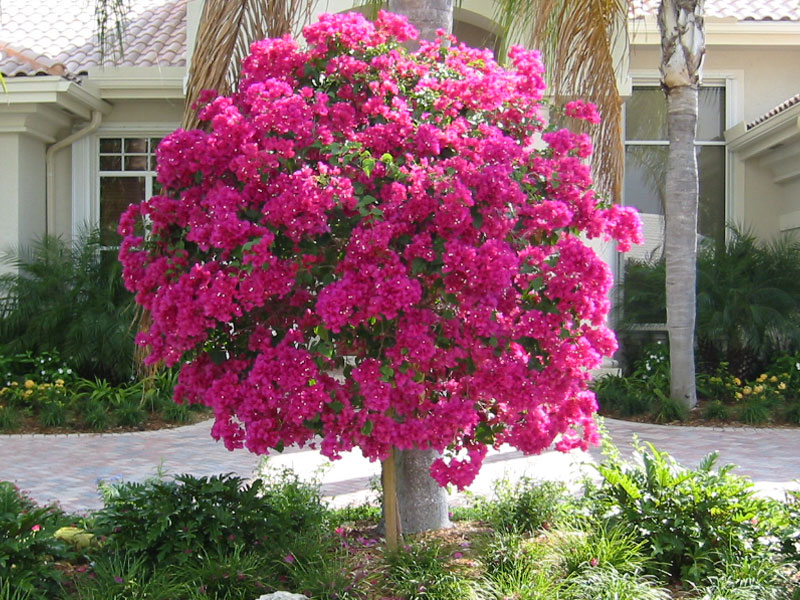 Bougainvillea-Ball-Tree.jpg