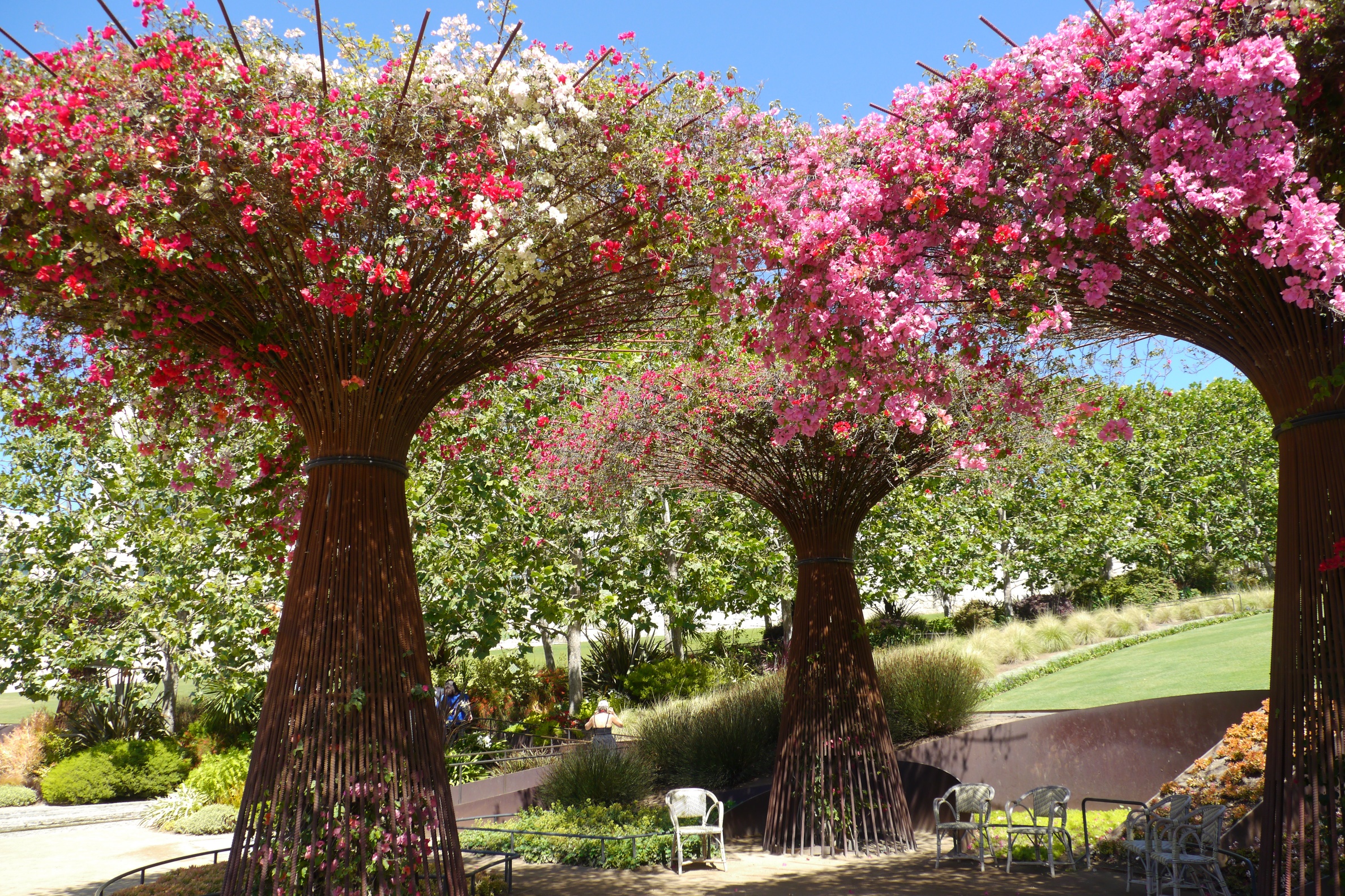 bougainvillea.jpg