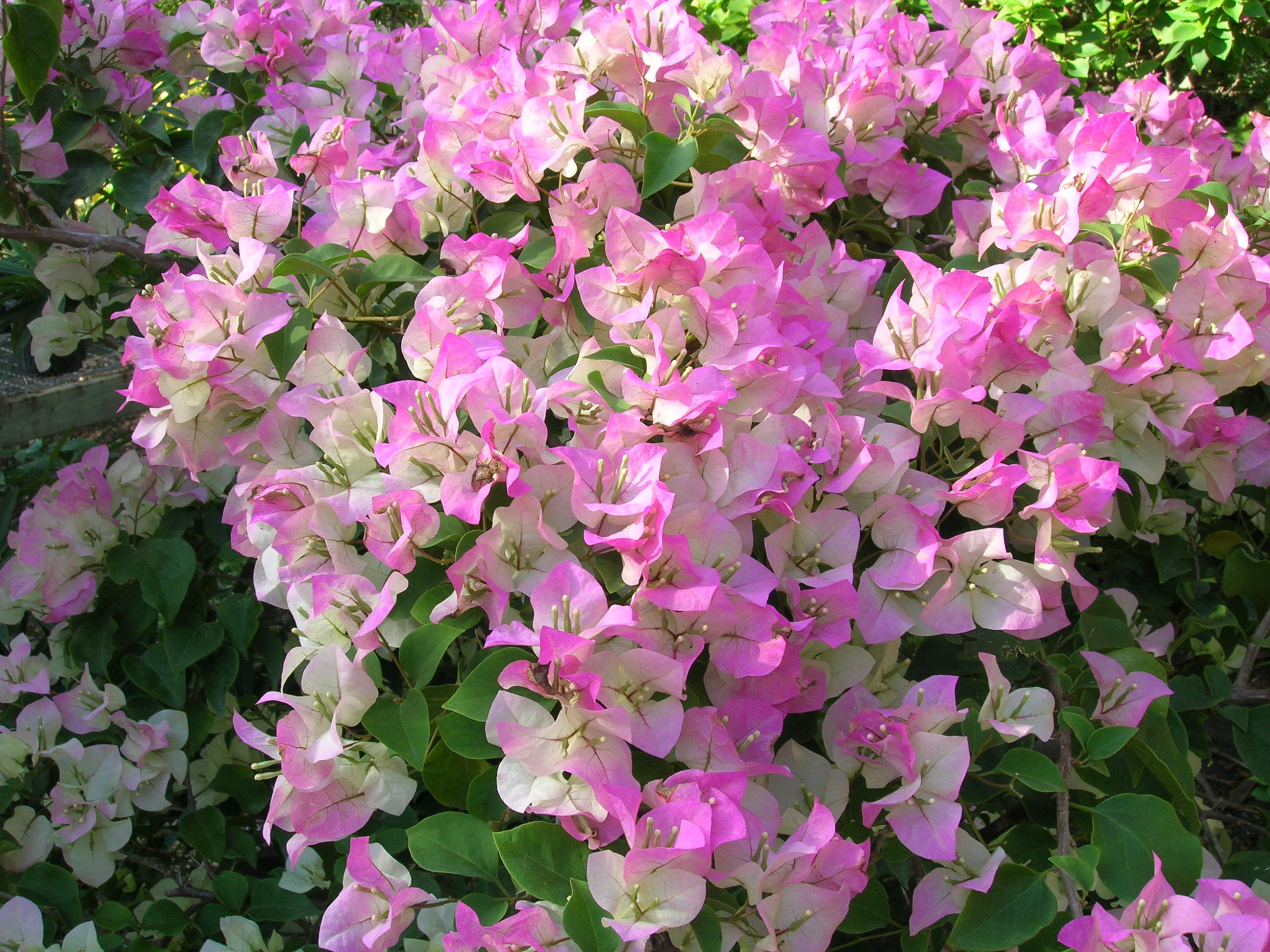 Bougainvillea-sp.-Pink-and-White-Surprise-Bougainvillea2.jpg