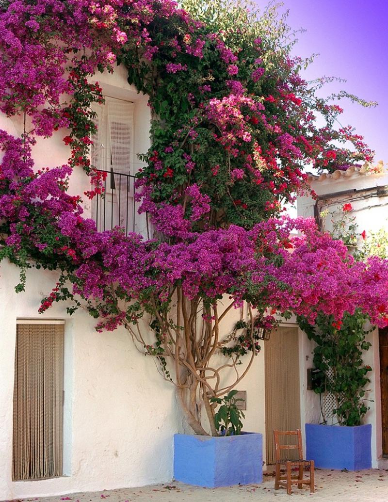 Bougainvillea01-800x1035.jpg