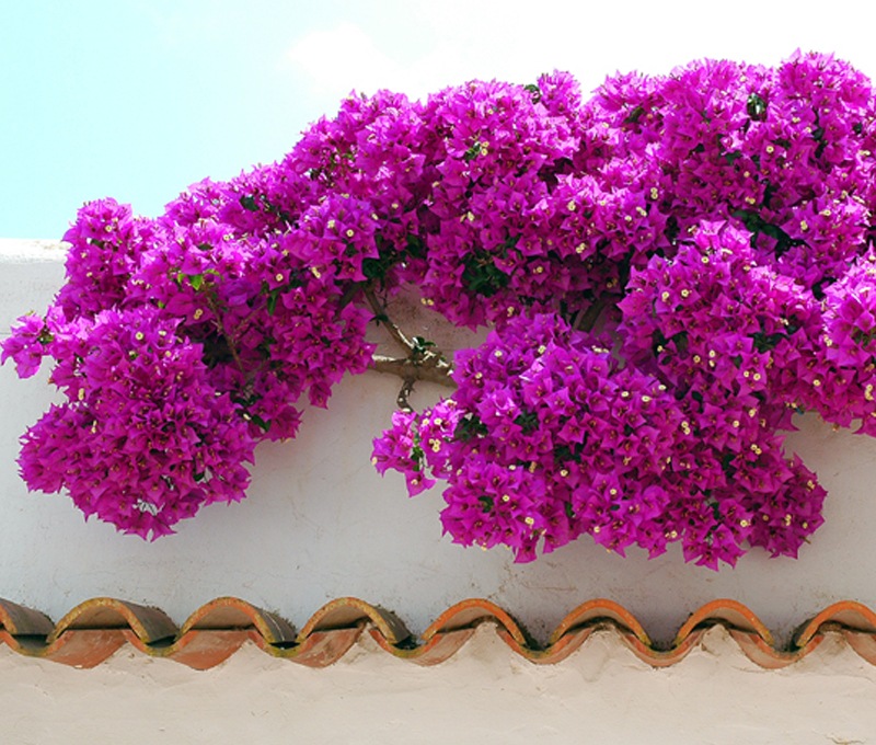 Bougainvillea06.jpg