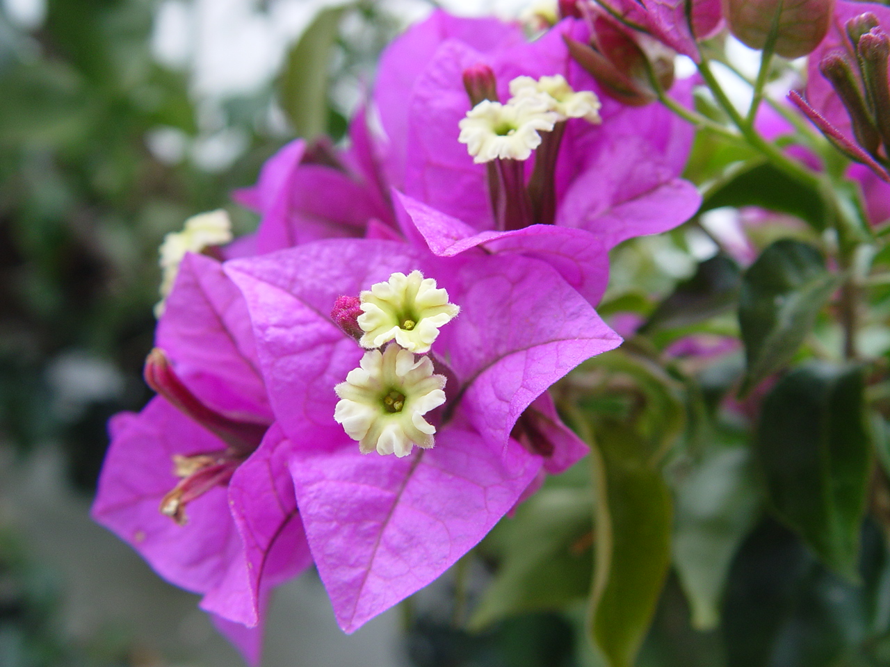 Bougainvillea_glabra.JPG