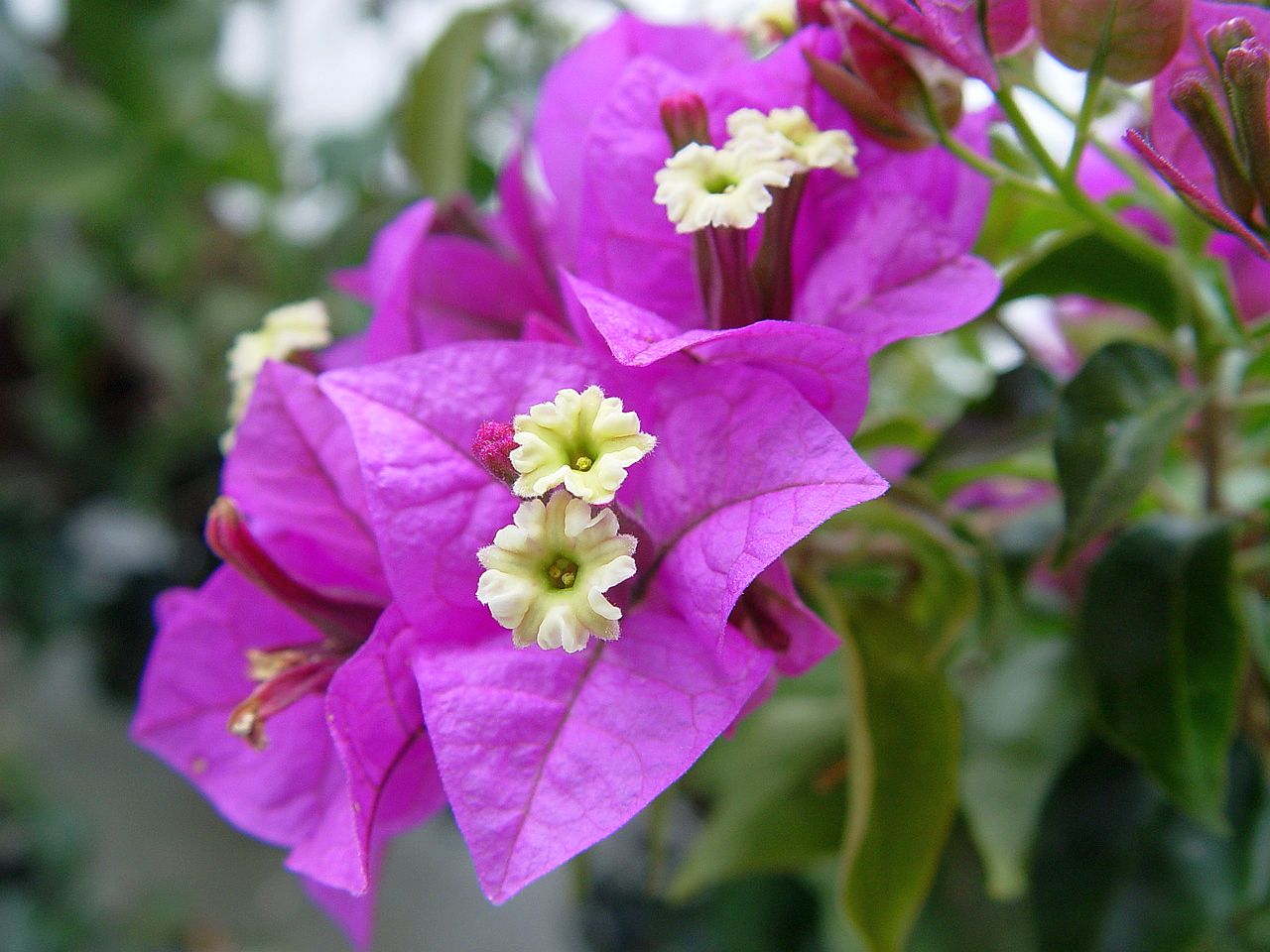 Bougainvillea_glabra.jpg