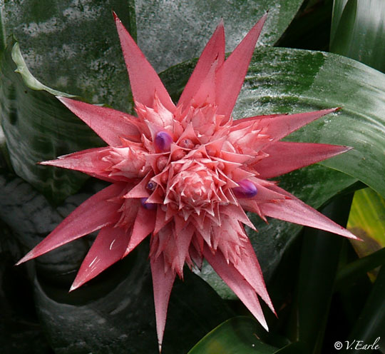 bromeliad-pink.jpg