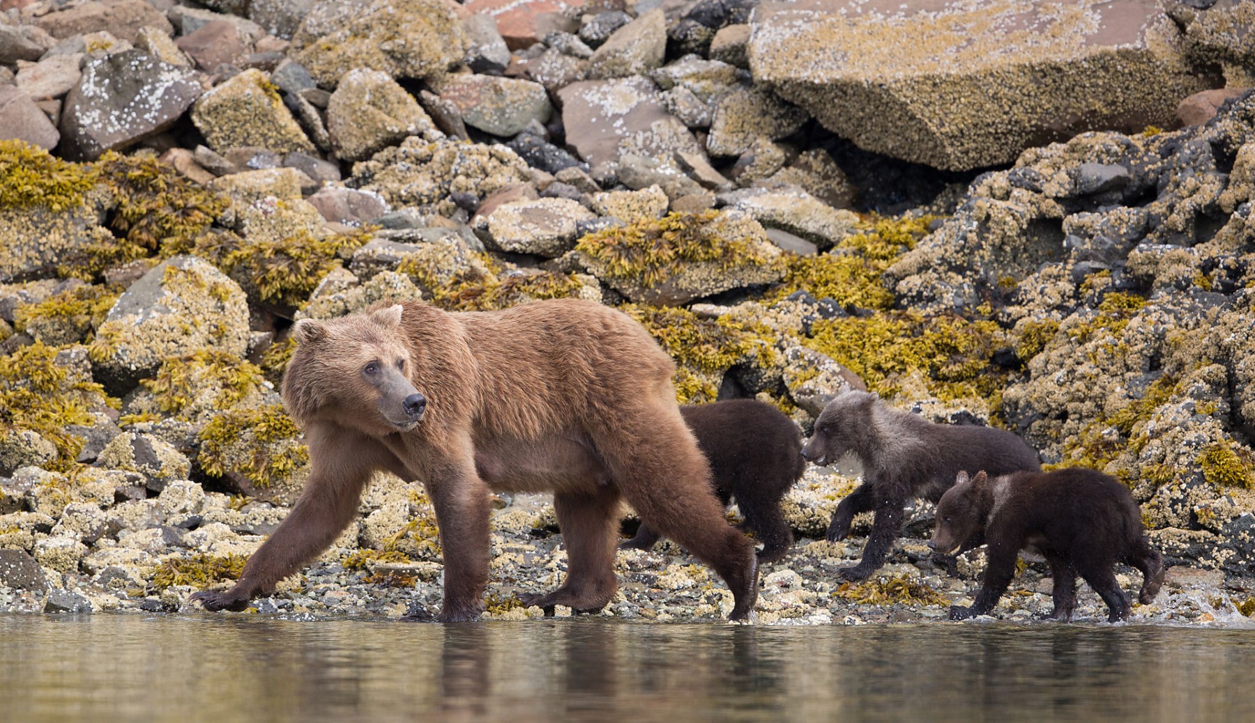 Brown_Bear_and_three_Cubs_Alaska_2.jpeg