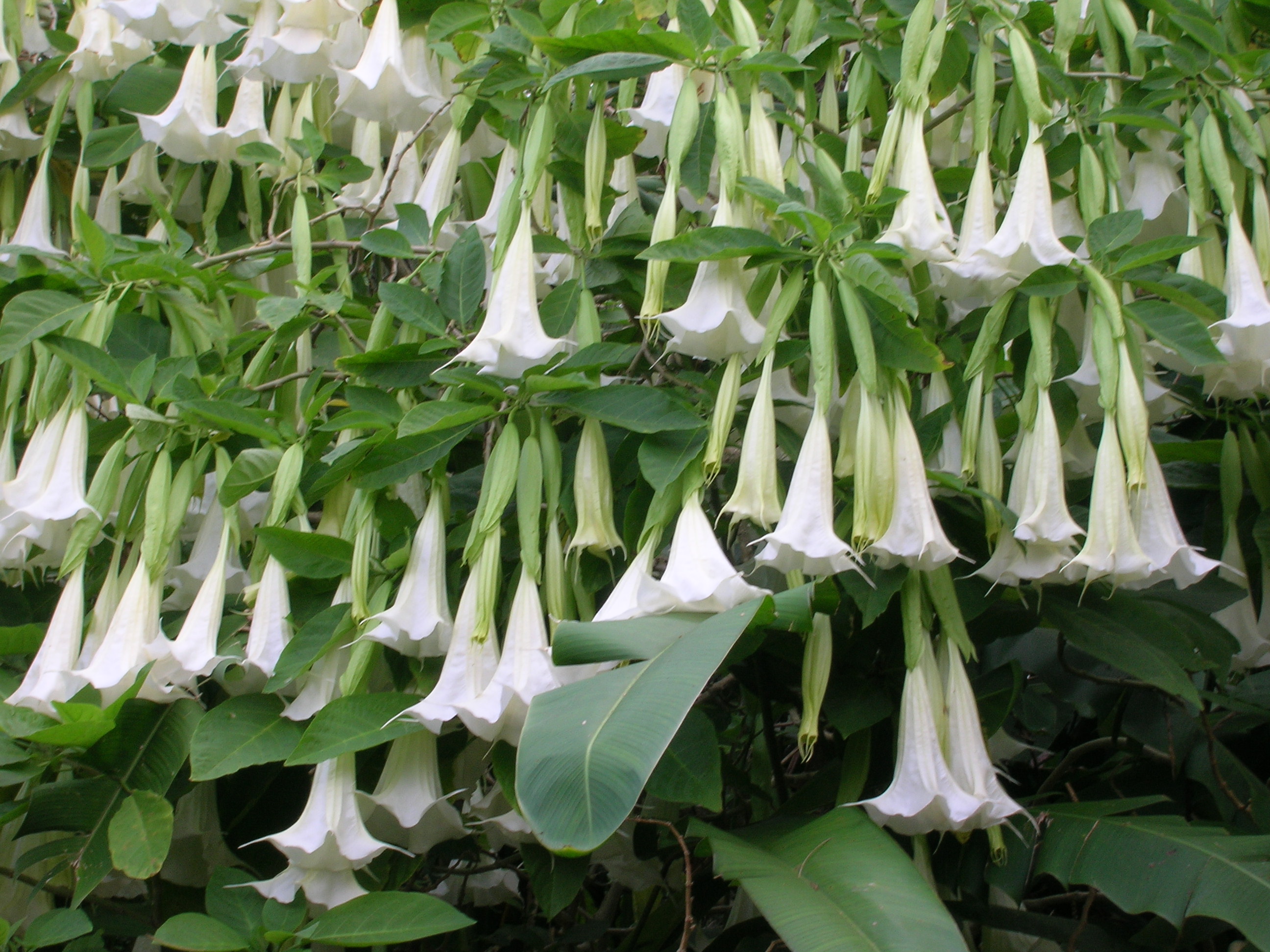 Brugmansia-x-candida-White-Angel-Trumpet1.jpg