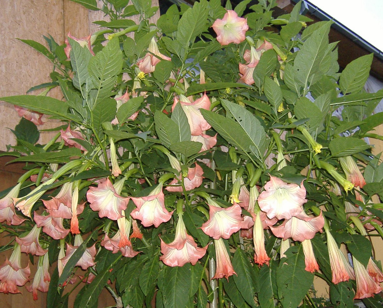 Brugmansia1.jpg