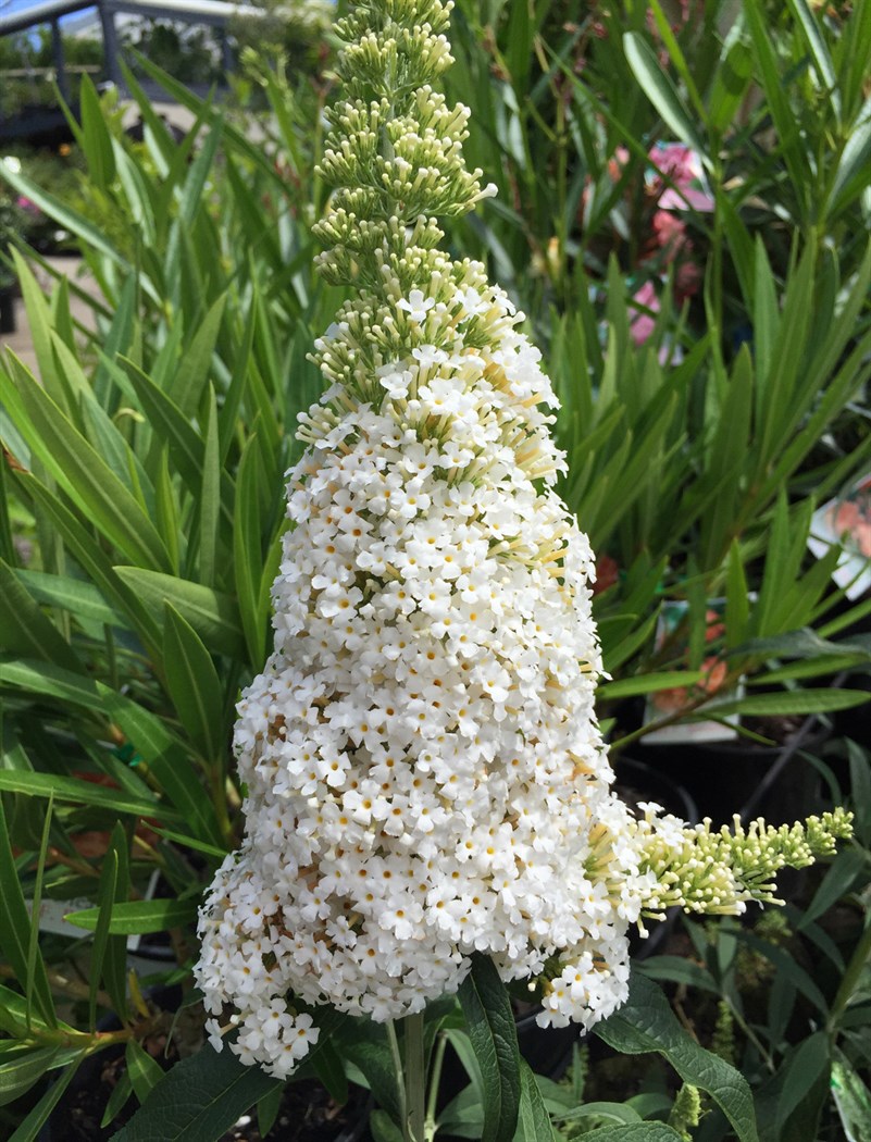 buddleja-davidii-white-fromsml--w801h1050.jpg