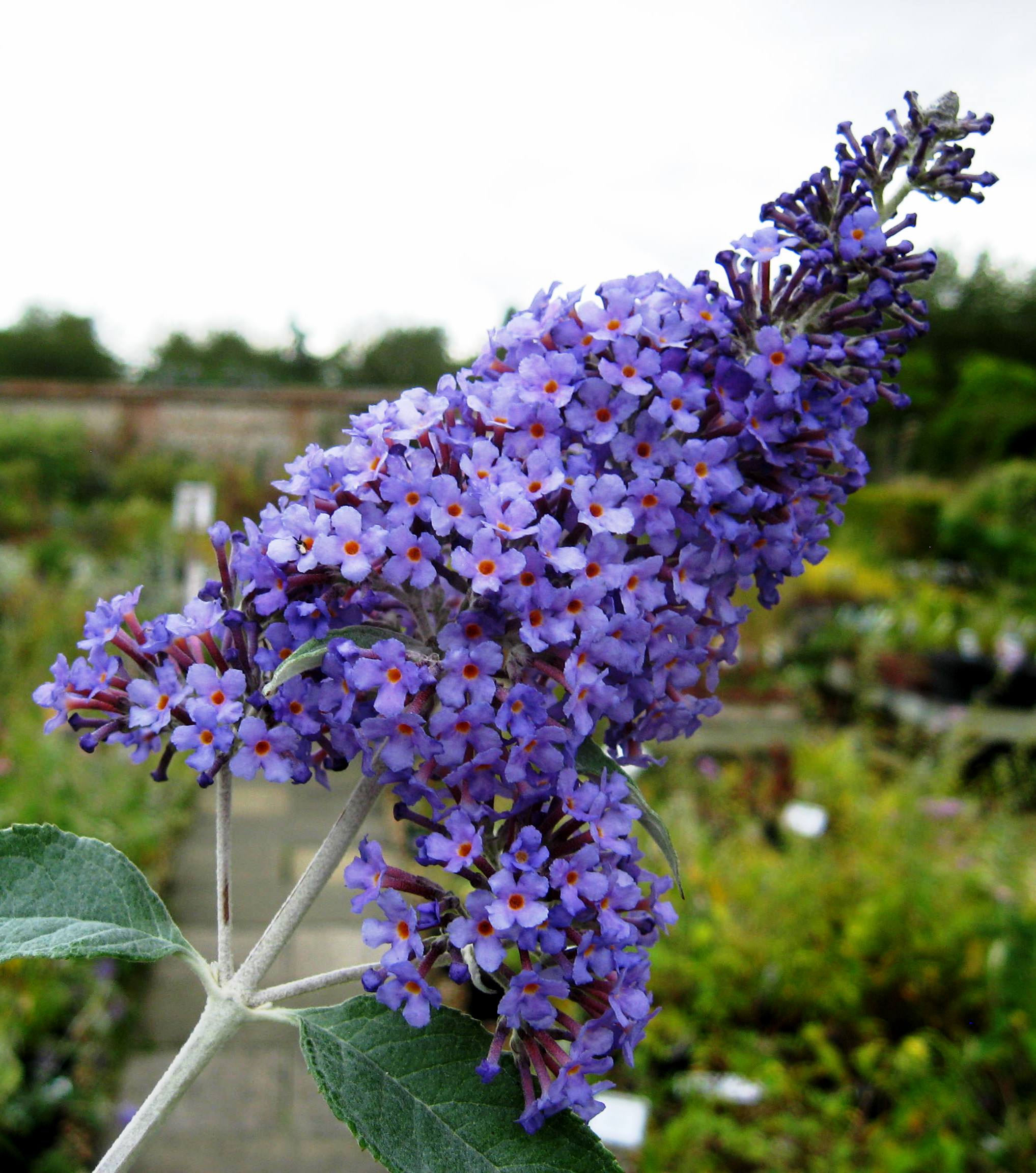 buddleja_davidii_southcombe_blue.jpg