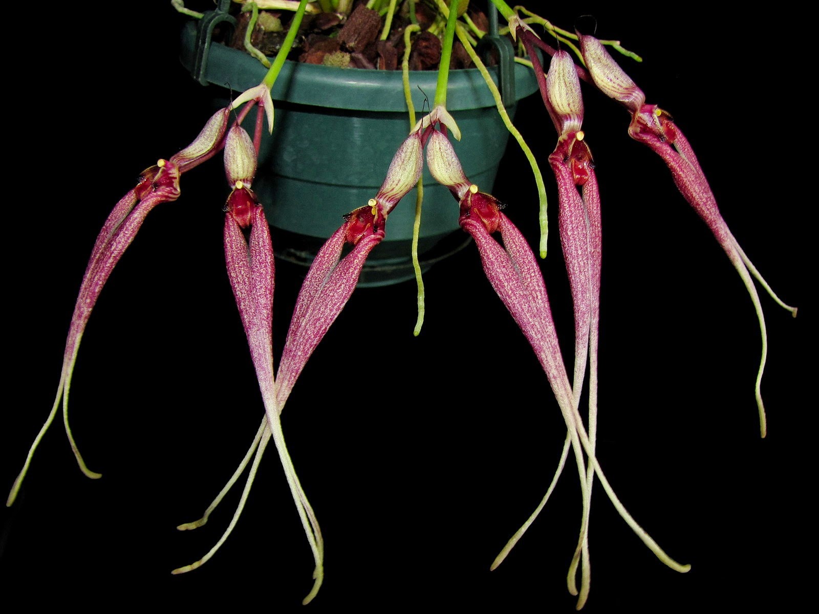 bulbophyllum biflorum.jpg