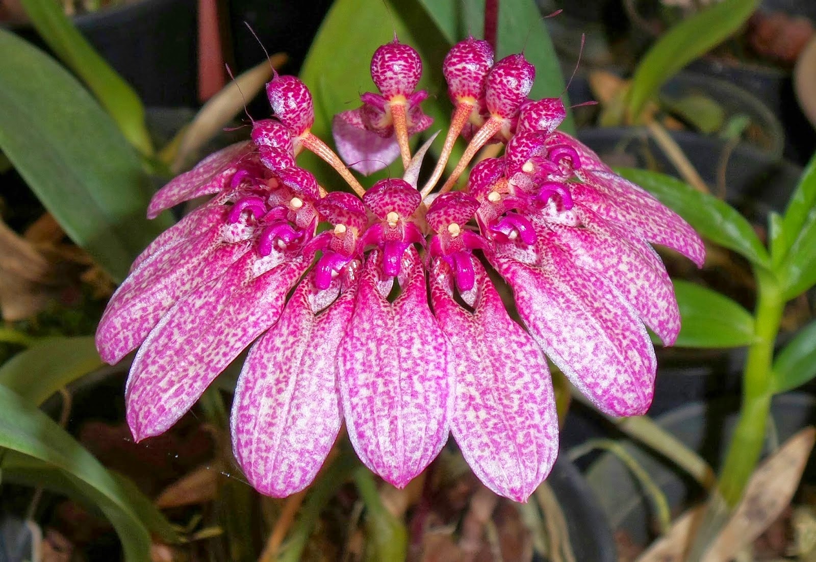 bulbophyllum eberhardtii.jpg