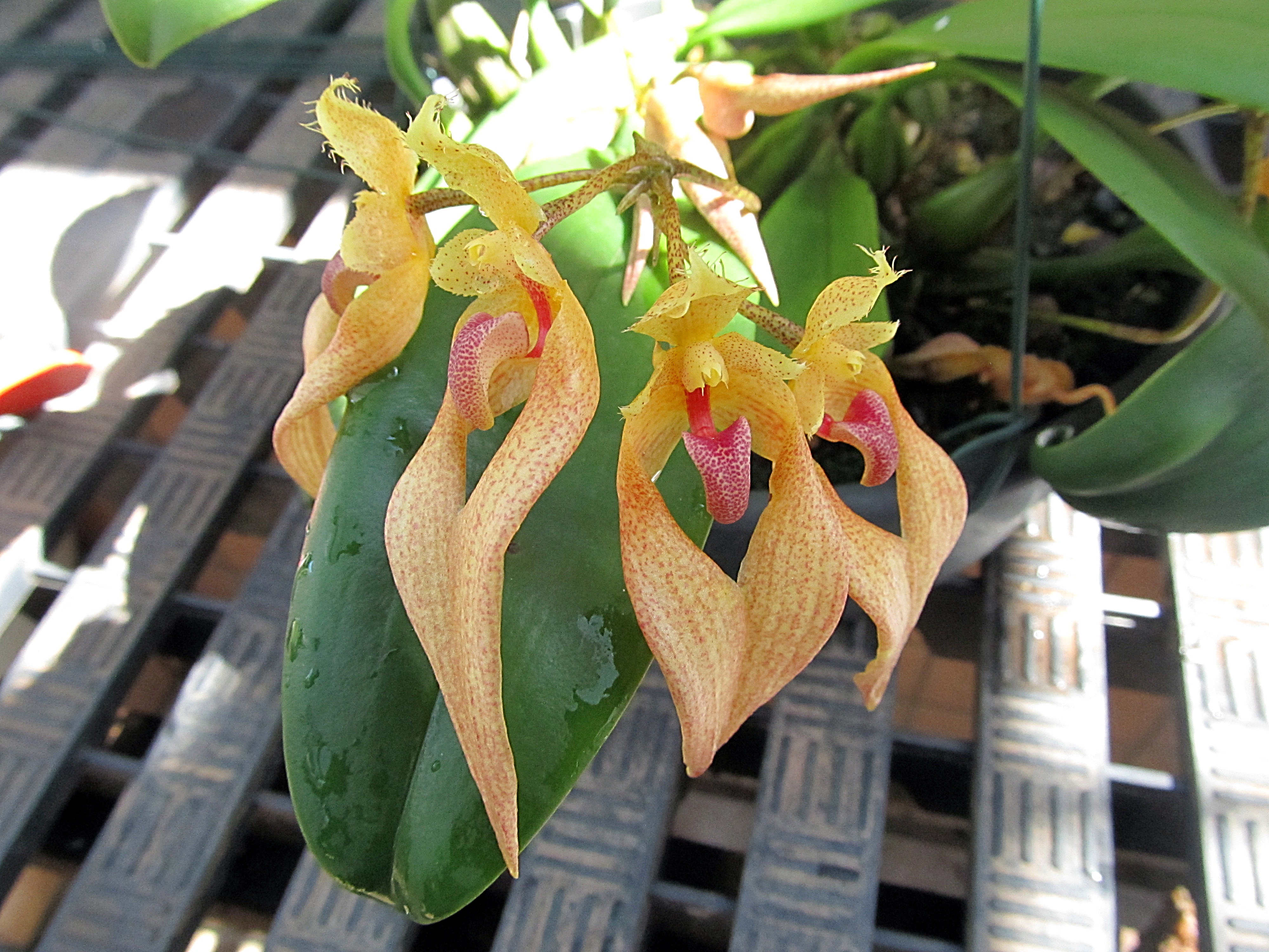 Bulbophyllum_bicolor.JPG