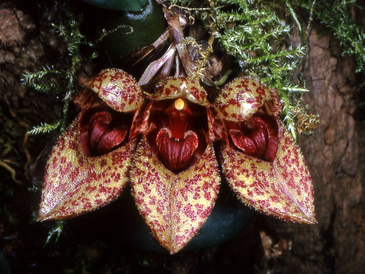 Bulbophyllum_frostii_Orchi_21.jpg