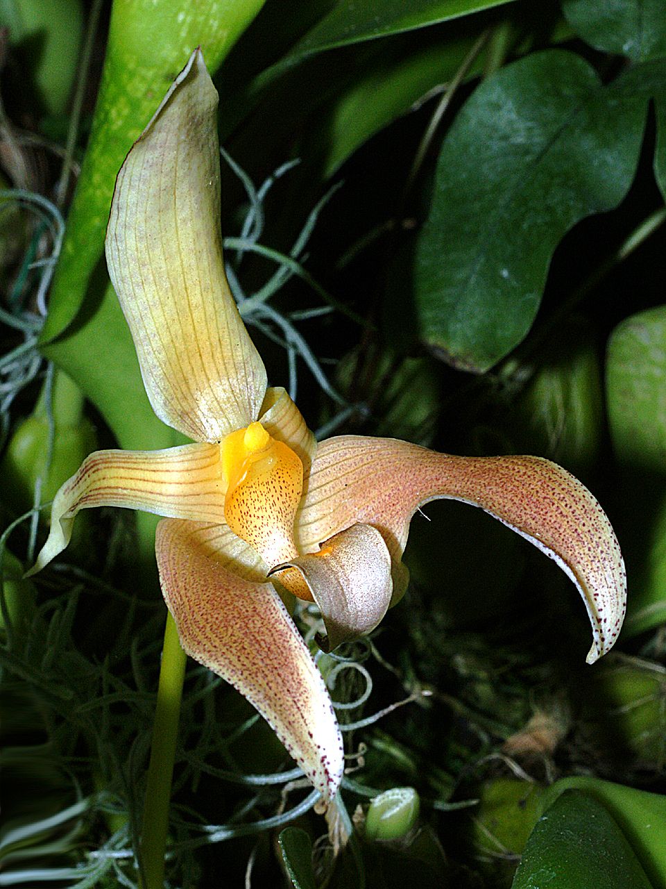 Bulbophyllum_lobbii_Orchi_005.jpg