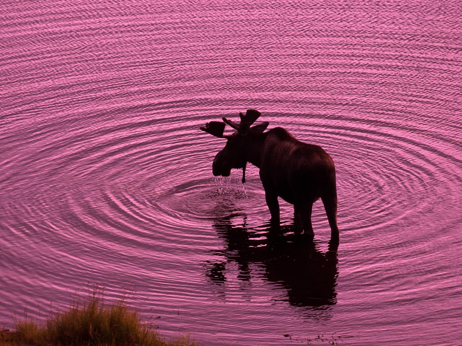 Bull-Moose-Denali-National-Park-Alaska.jpg