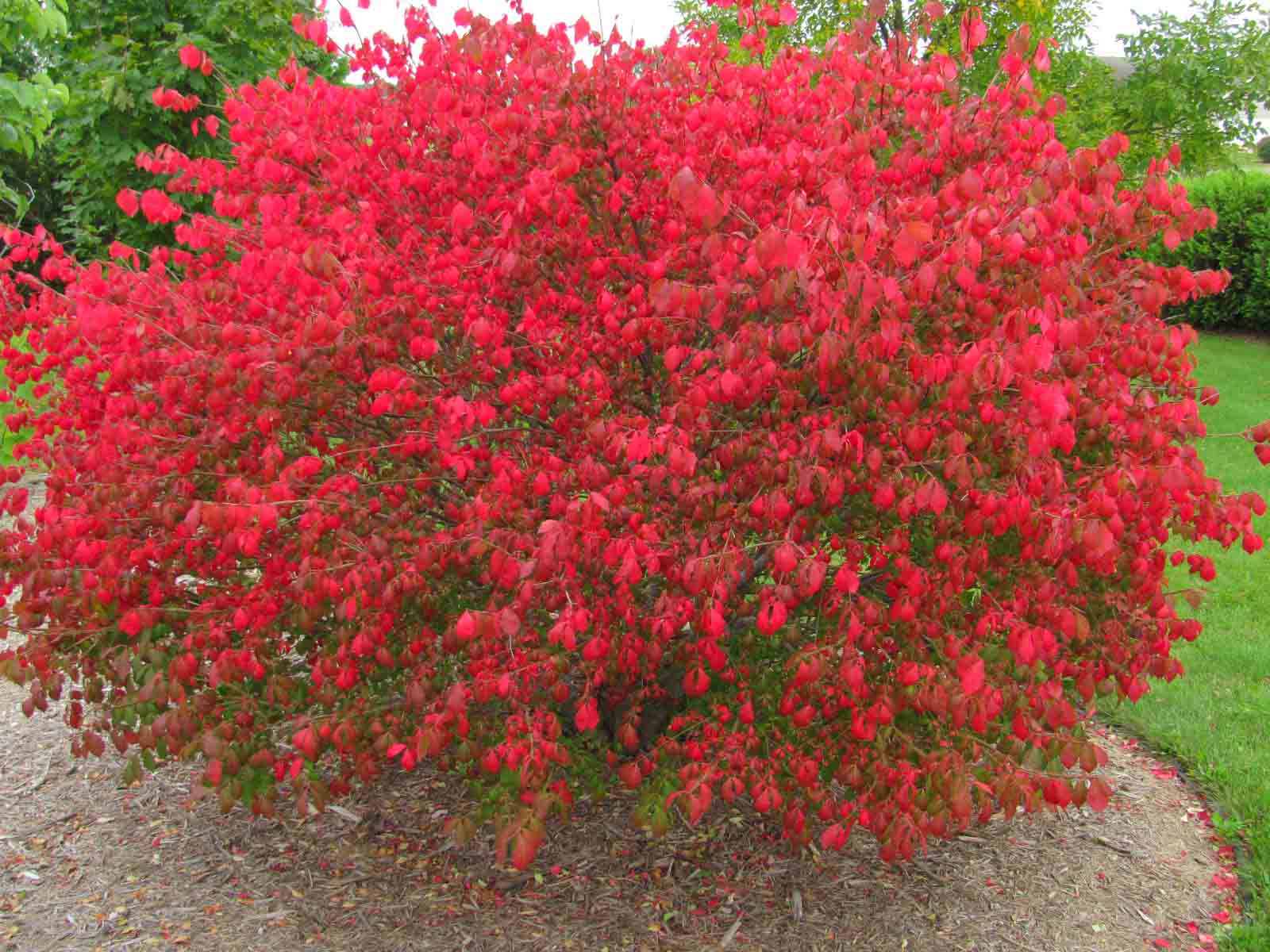 Burning Bush (w).jpg