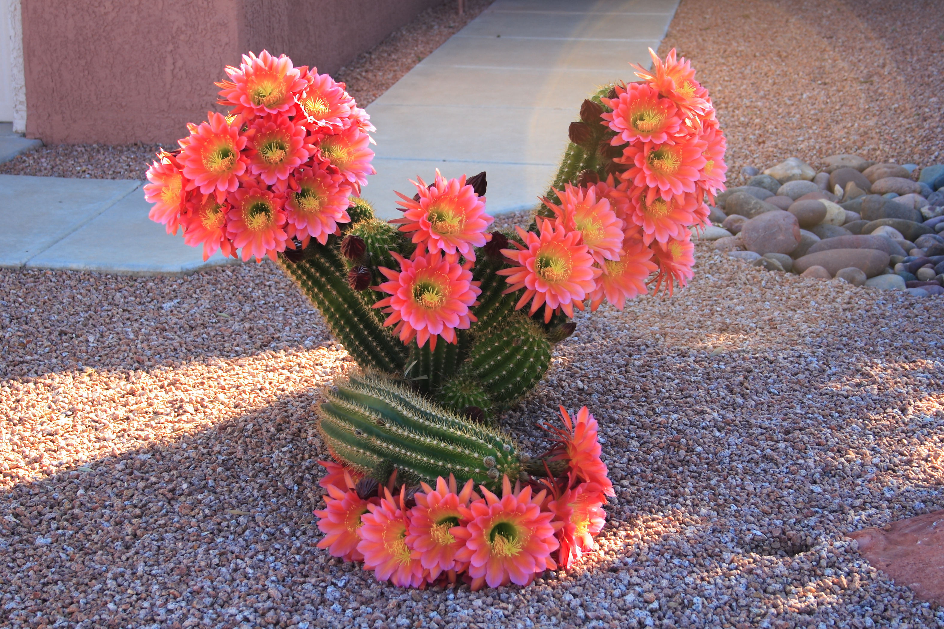 Cactus_flowering,_Sun_City_West,_Arizona.jpg