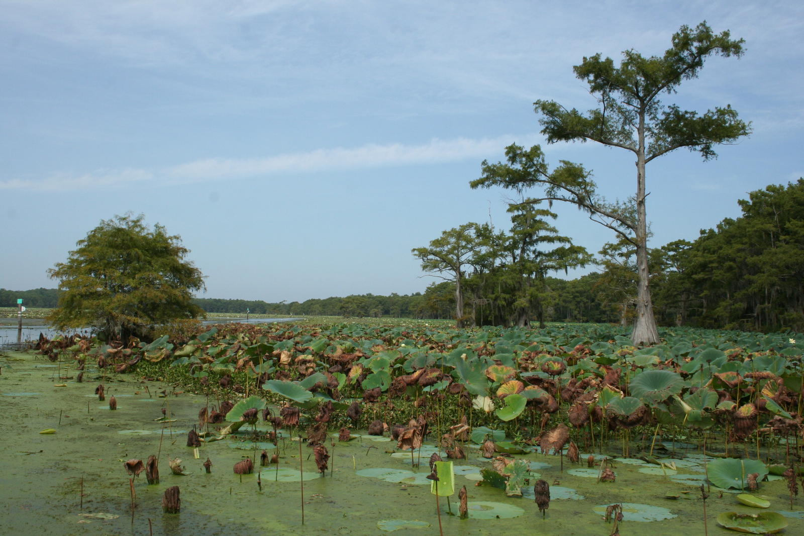 caddo lake 3.jpg