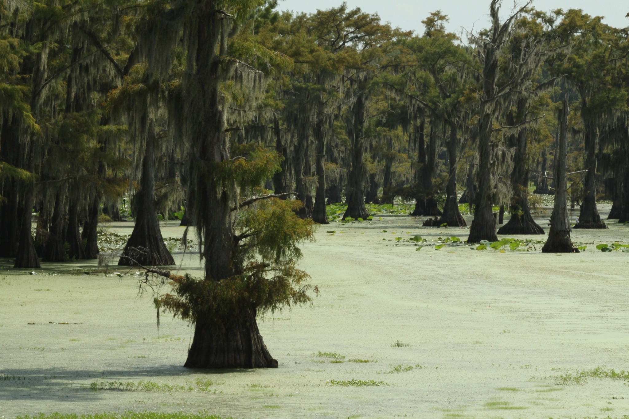 caddo-lake-texas-282072.jpg