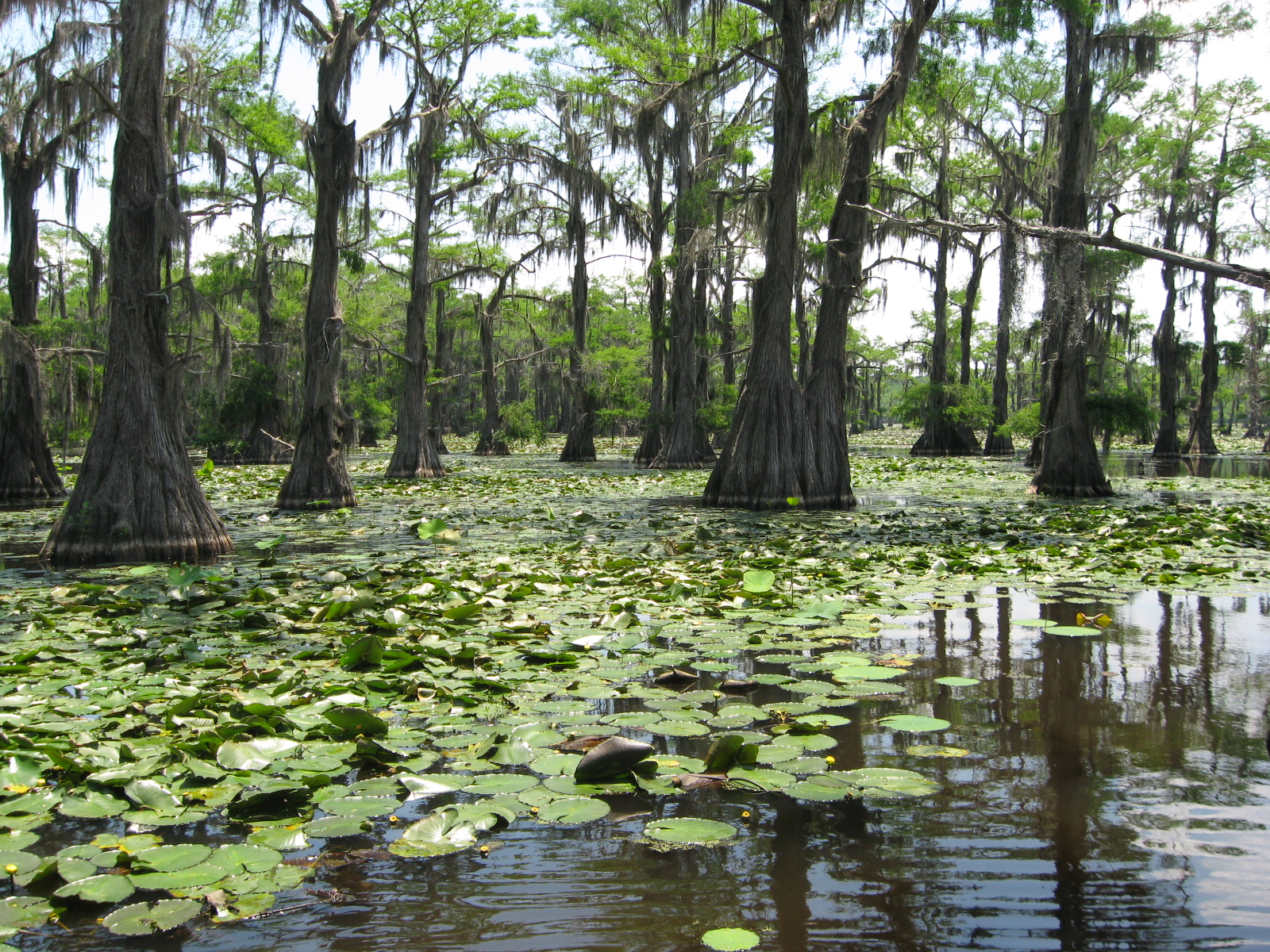 Caddo-Lake8.jpg