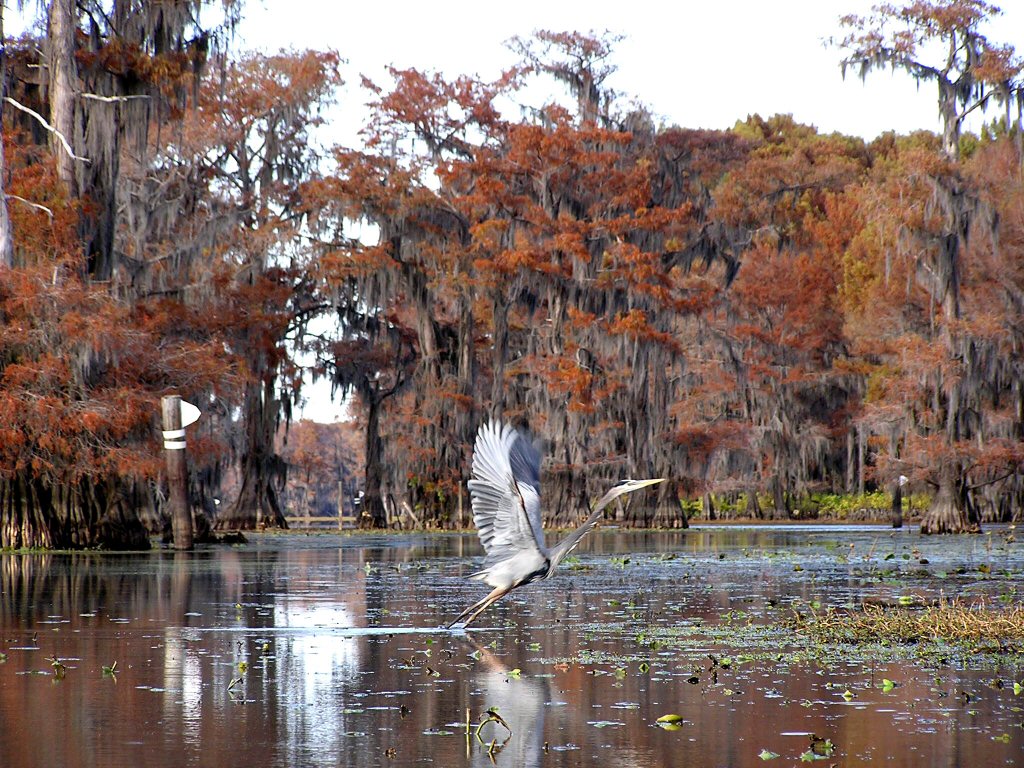 Caddo-Lake_desktop-wallpaper.jpg