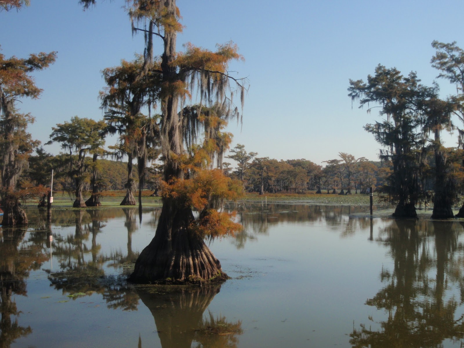 Caddo-Lake_desktop_wallpaper.jpg