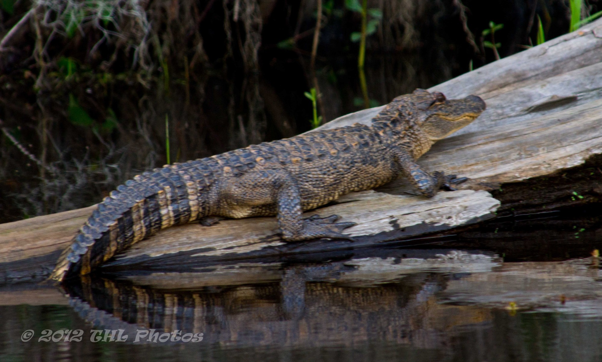 Caddo-Photo-shoot-5-of-30.jpg