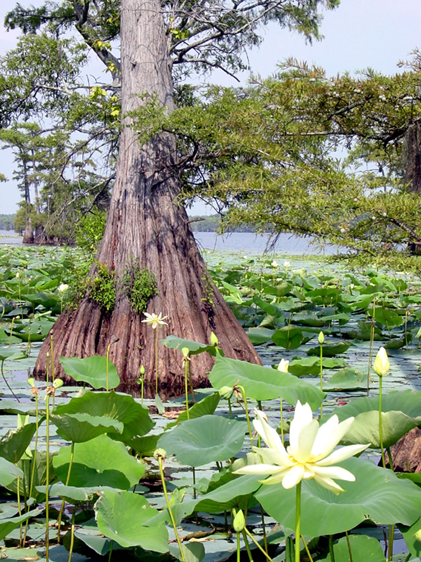 Caddo_Lake_cypress_water_lily[1].JPG